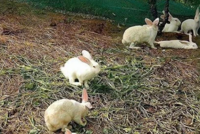 说说我姑父以前在农村养了3年兔子的事
