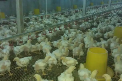 说说我家养十几年肉鸡的故事