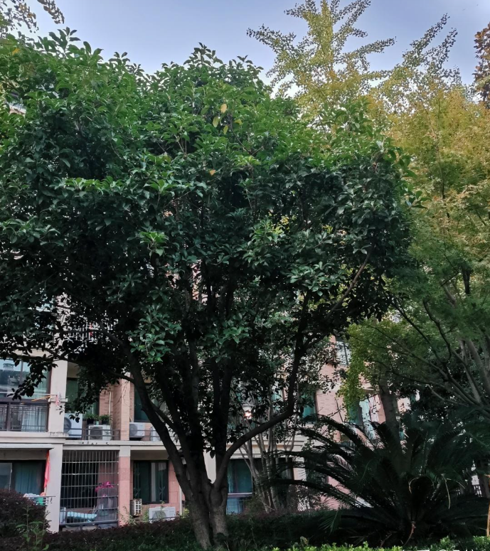 1742196363819.jpg